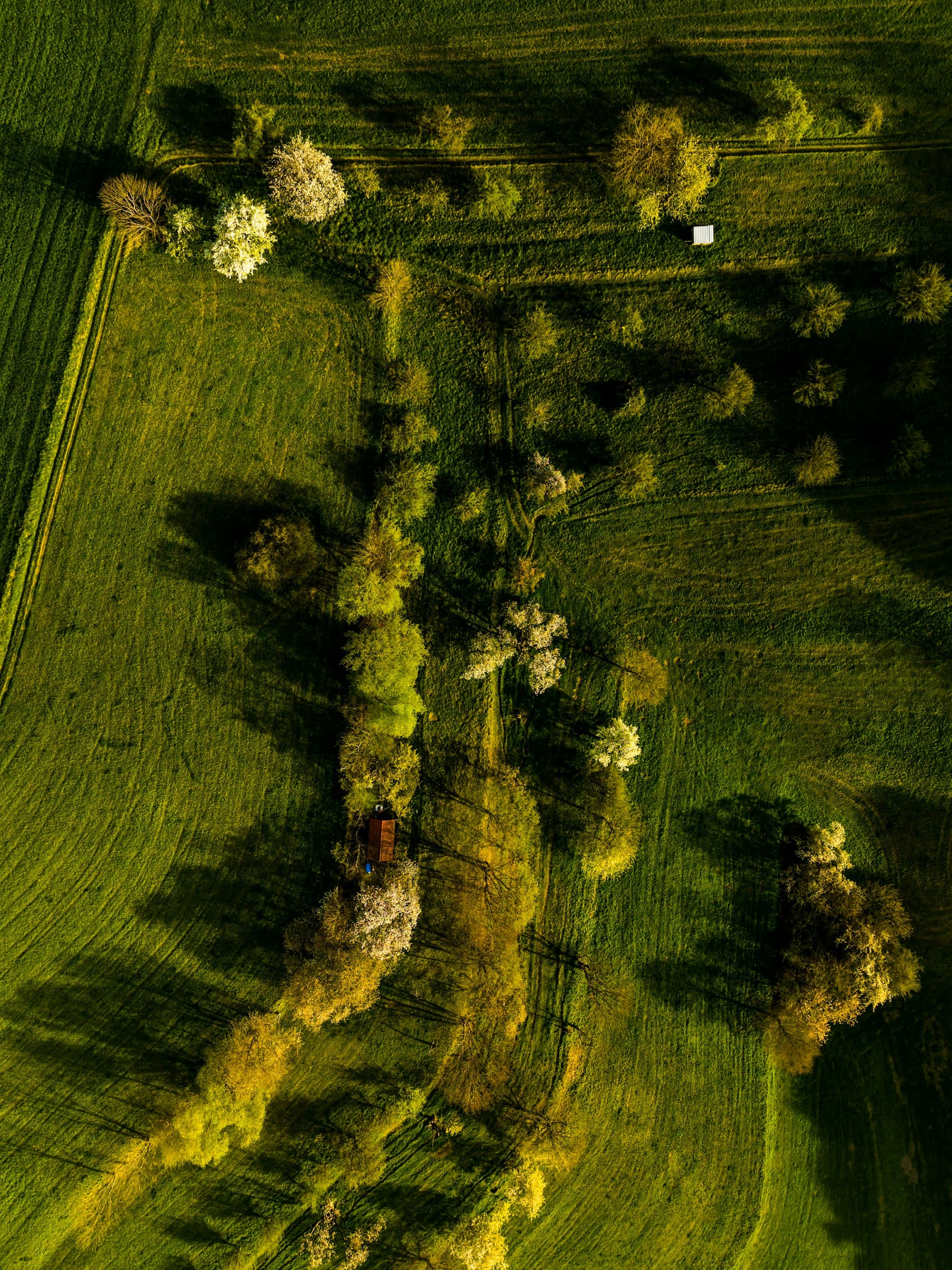 Campo argentino con praderas y arboledas