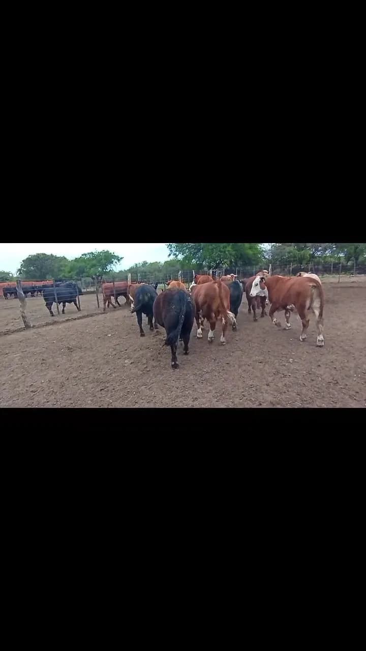 37 MEJ Y VAQUILLONAS