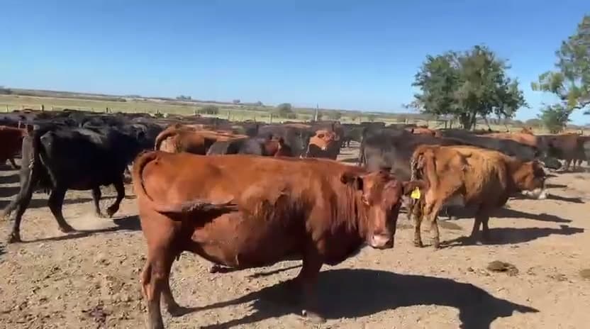 100 vacas preñadas — Baradero