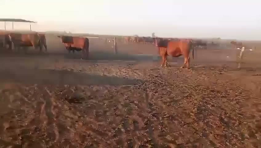 100 novillos Angus Colorado