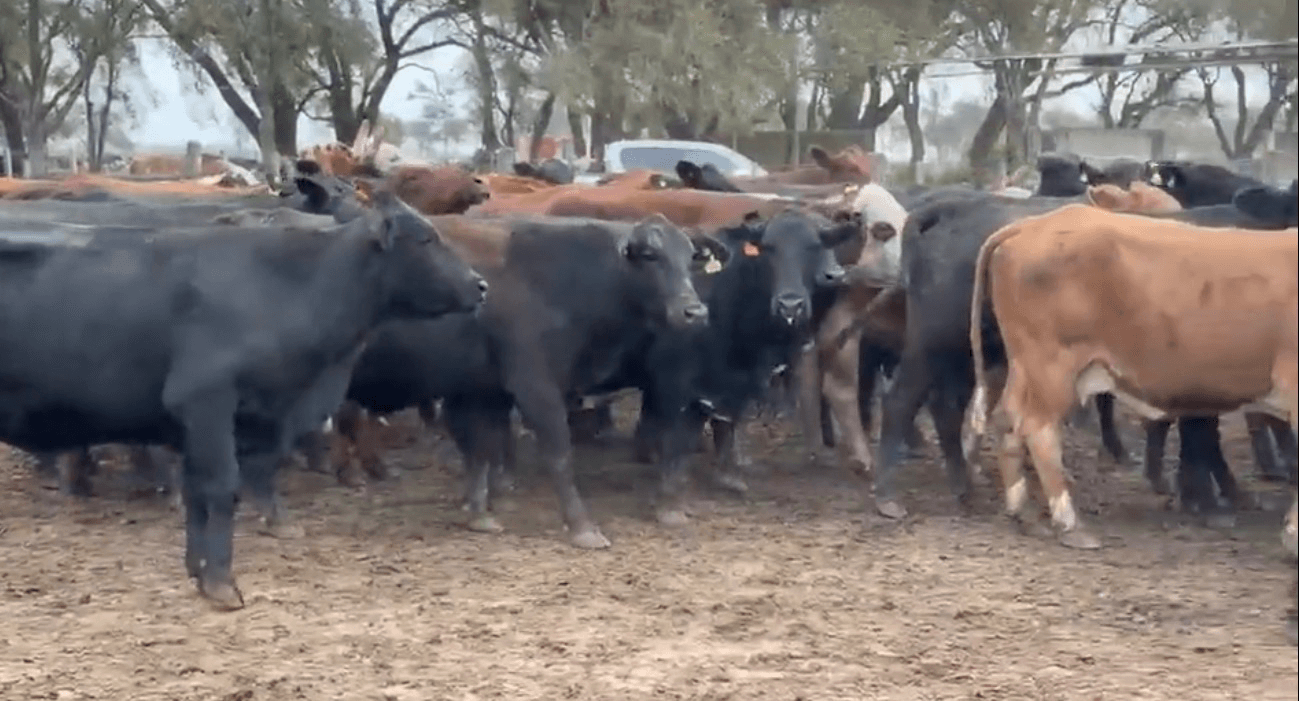 100 vacas de invernada — Quimilí