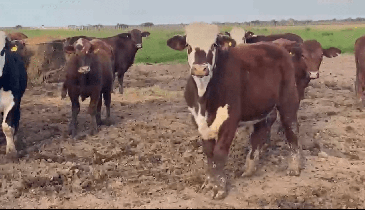 Novillitos de feedlot 330 kg