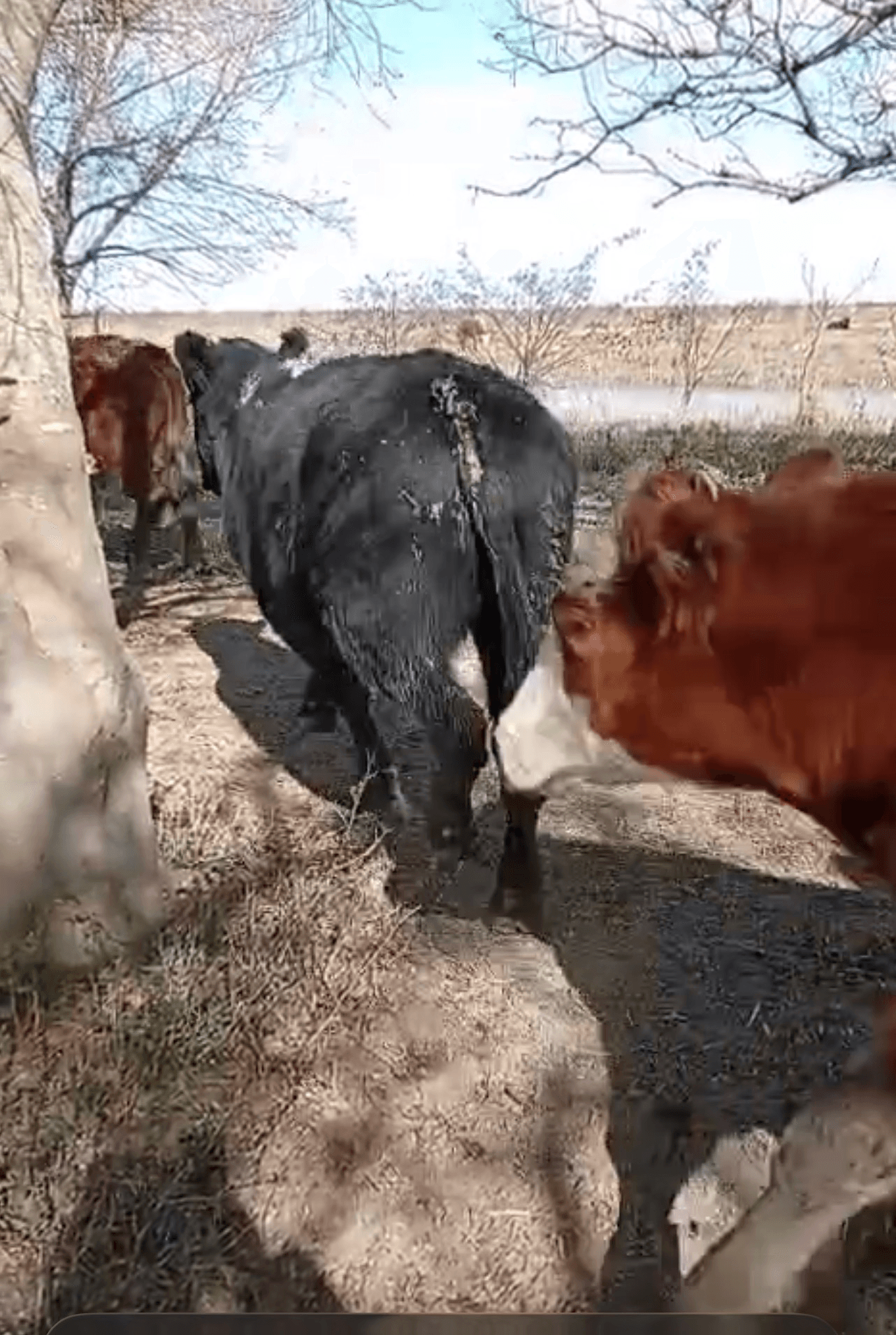 Novillos de isla 460 kg