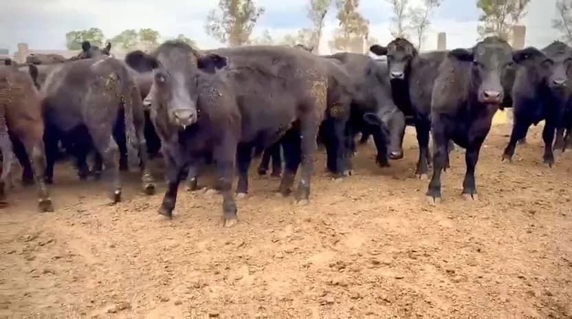 NOVILLOS ANGUS 410 KG NETOS