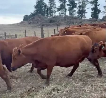 190 vacas preñadas — Villa General Belgrano