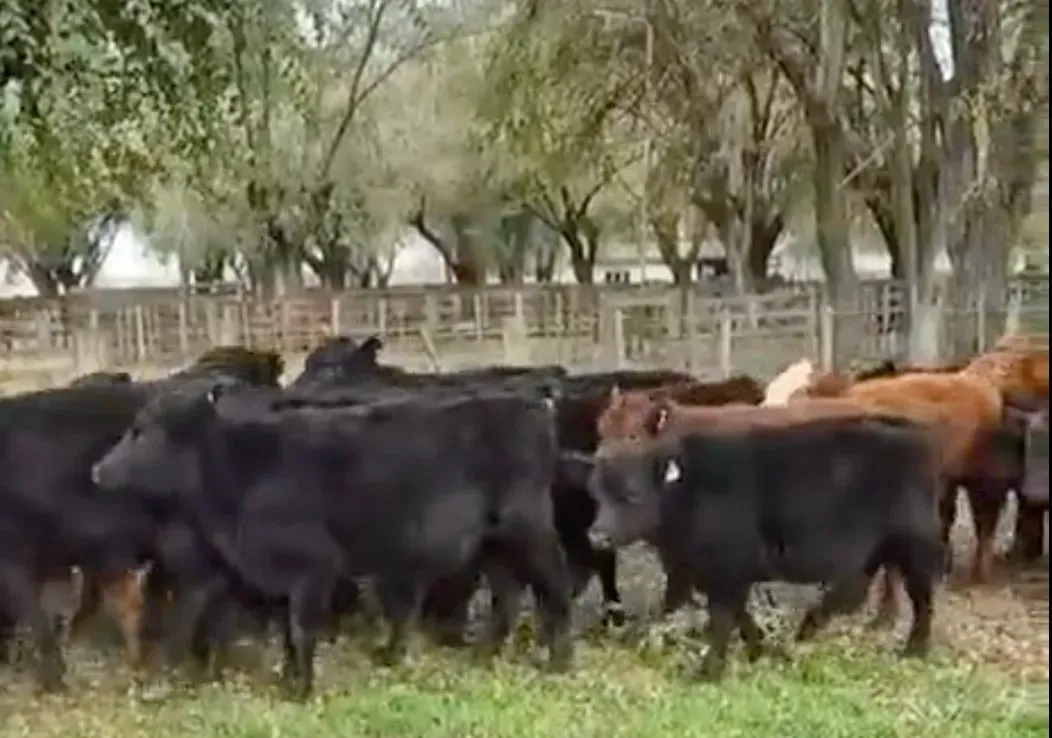 100 terneros y terneras Angus — Dolores