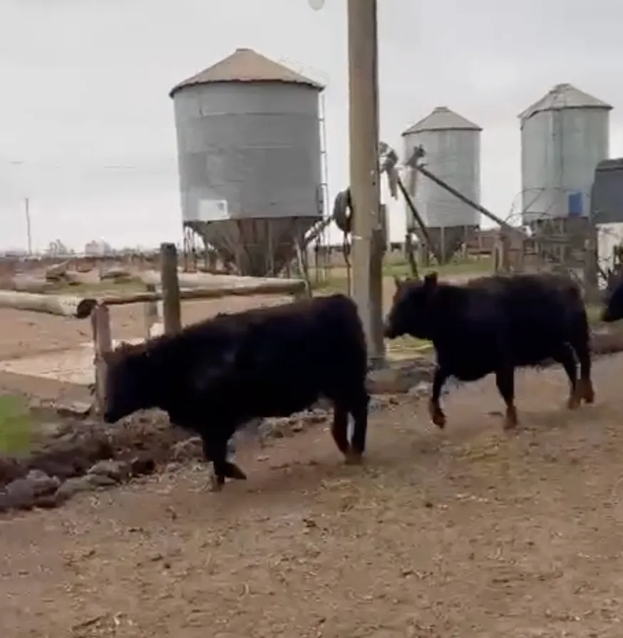 60 vaquillonas Angus negro y colorado feedlot