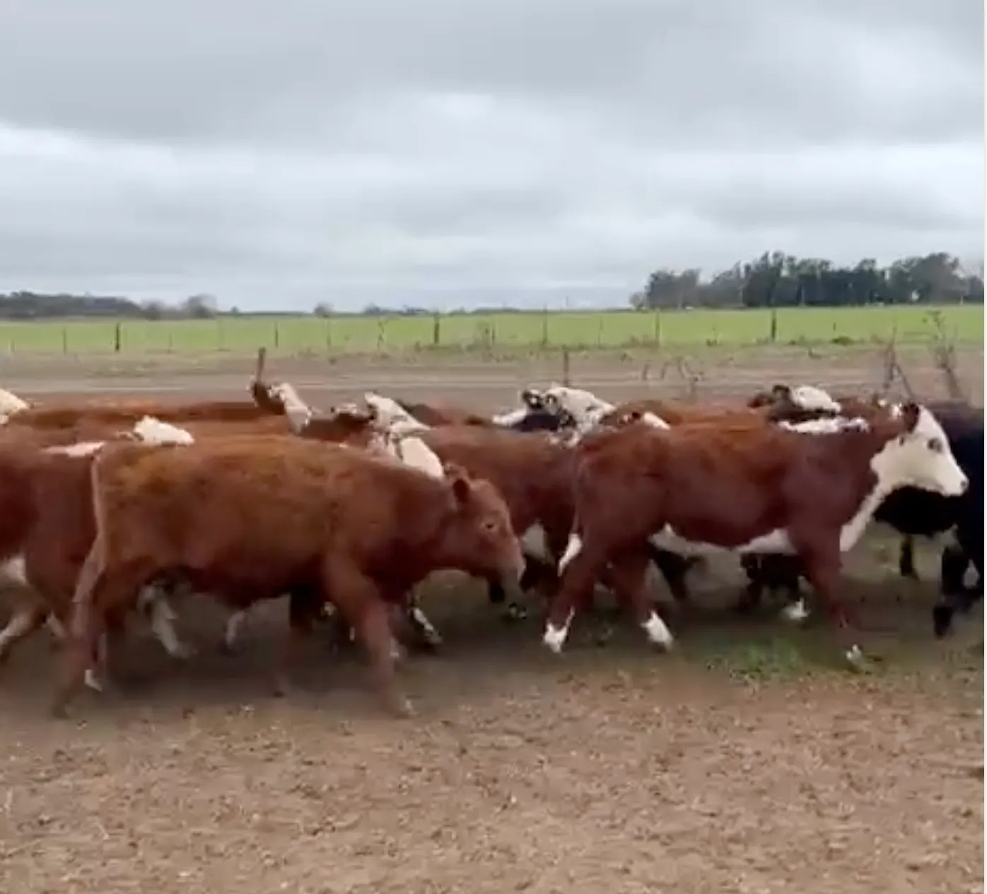 300 terneras — Ramallo