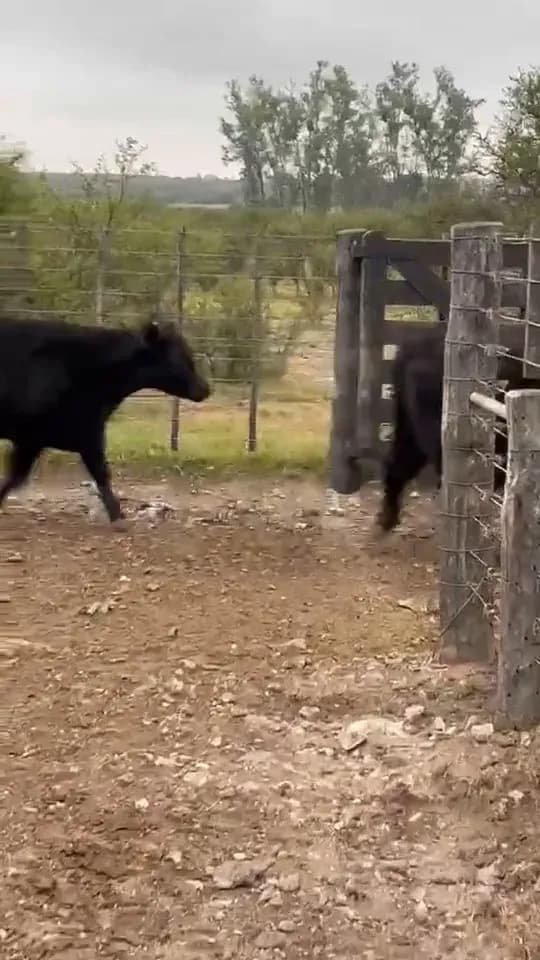 32 vaquillonas preñadas Angus — Alta Gracia