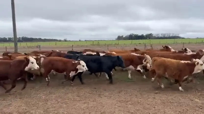 300 terneras 210 kg