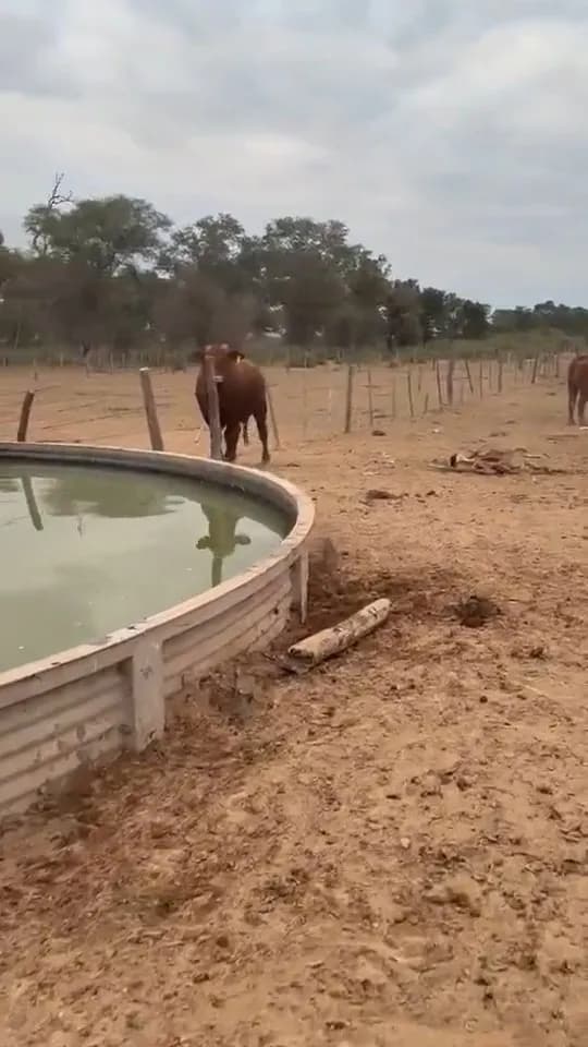 45 toros gordos
