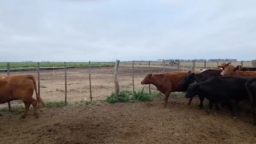 19 vacas de invernada Angus