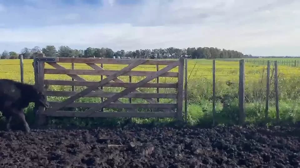 110 terneros y terneras