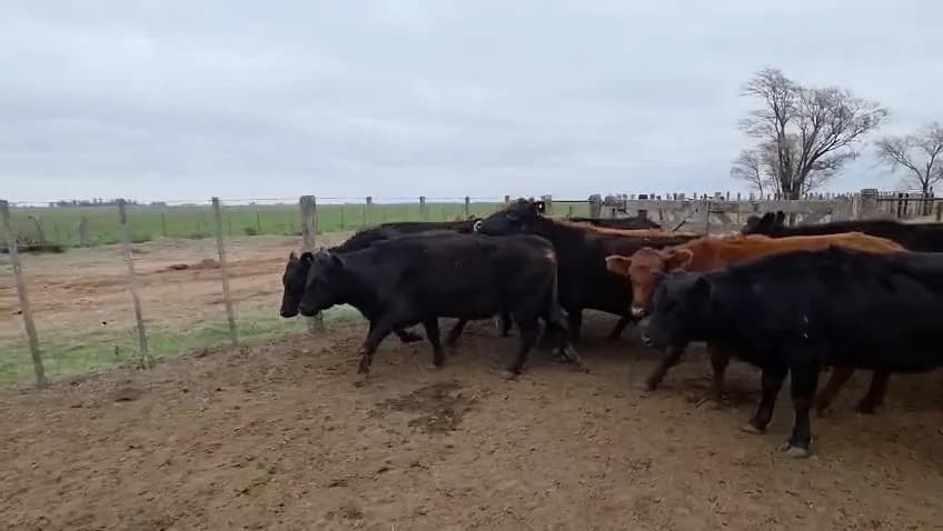 30 vacas preñadas