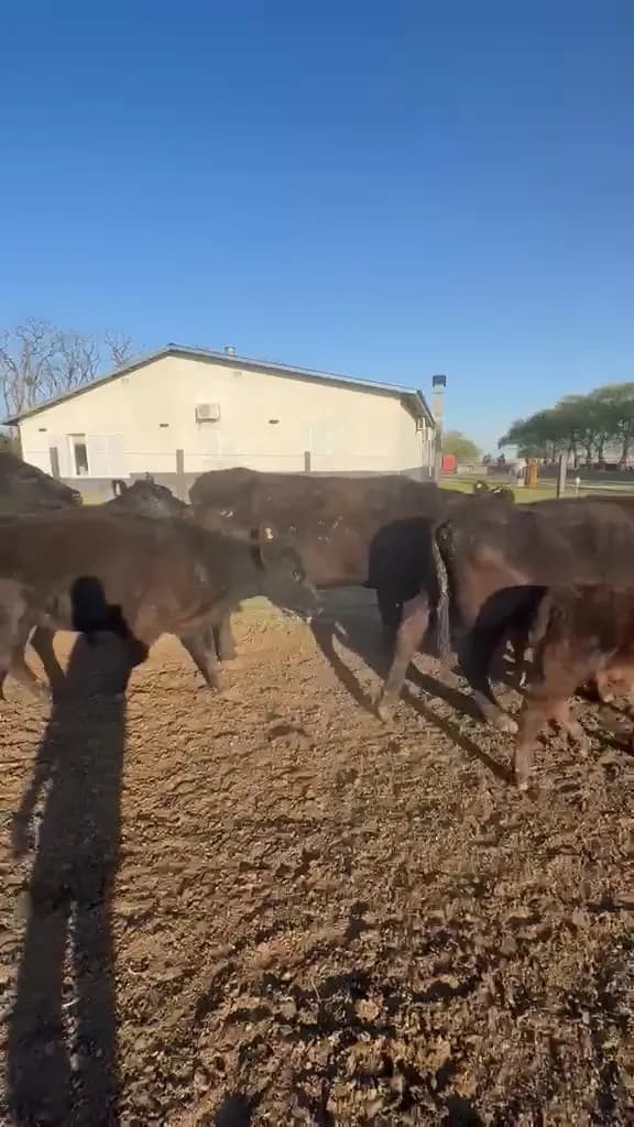 20 vacas preñadas Angus — Morse