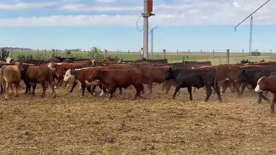 50 Novillitos — Vicuña Mackenna, Córdoba