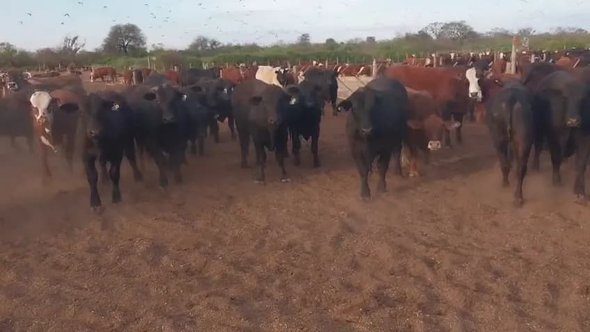 45 novillos y vaquillonas de feedlot — Suncho Corral