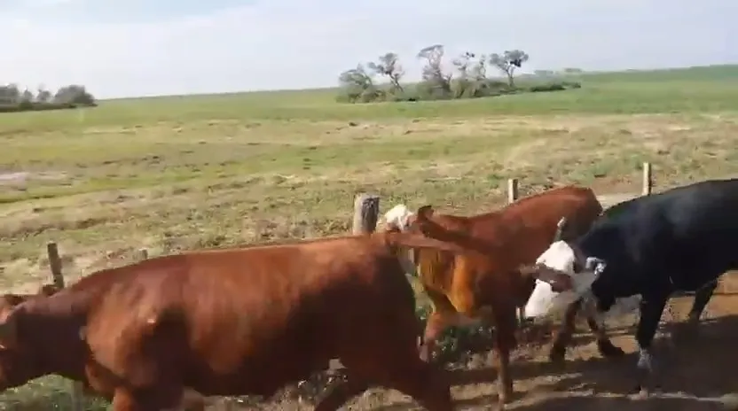 60 novillos y vaquillonas 370 kg netos a racion