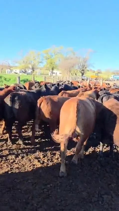 60 novillos y vaquillonas Angus 370 kg netos