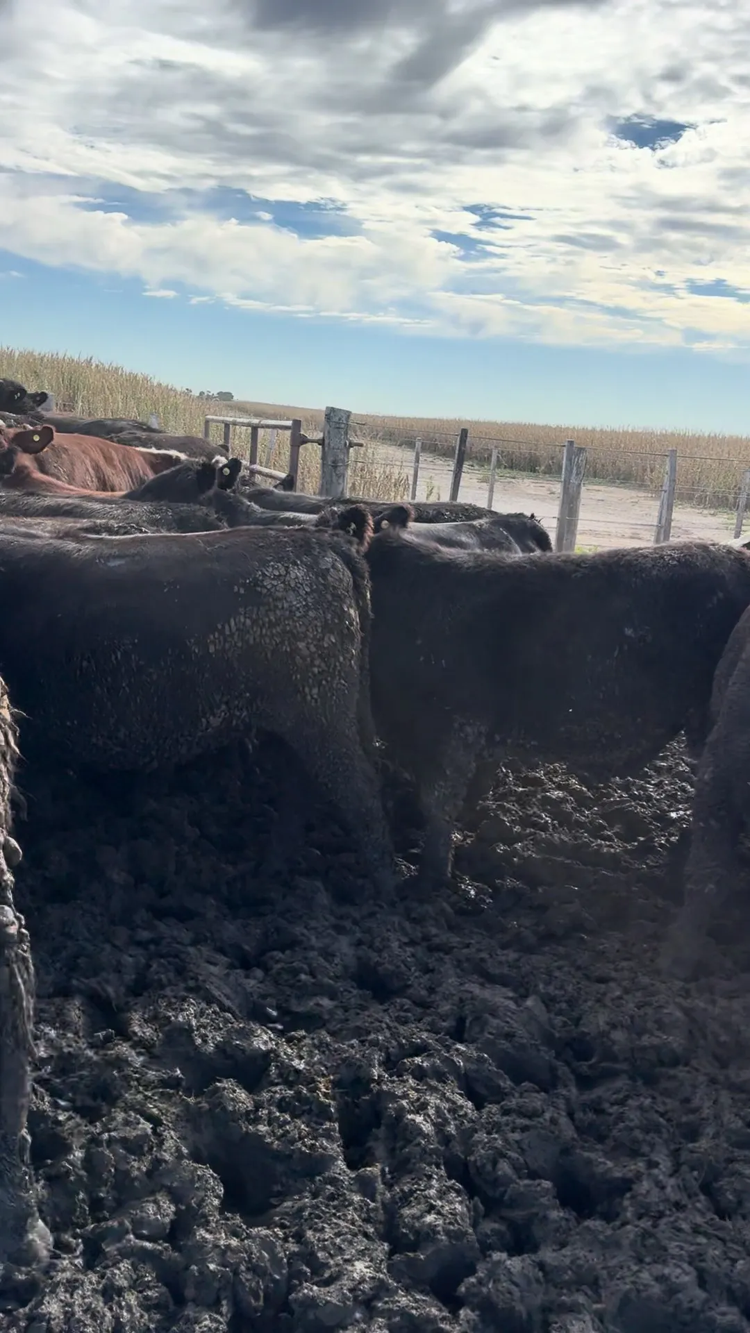 novillos y vaq de feedlot 400 kg netos