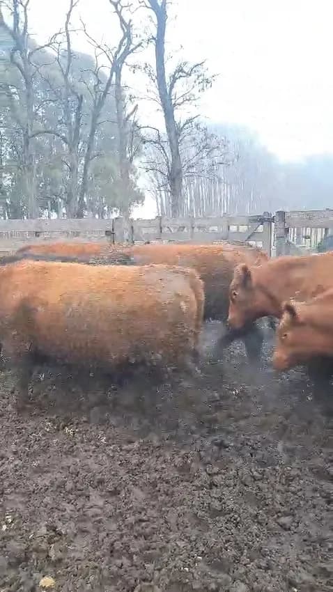 consumo liviano 320 kg