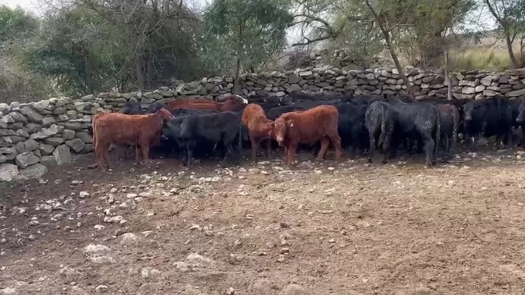 35 terneros de 250 kg