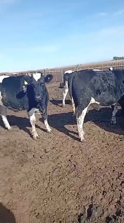 overos feedlot