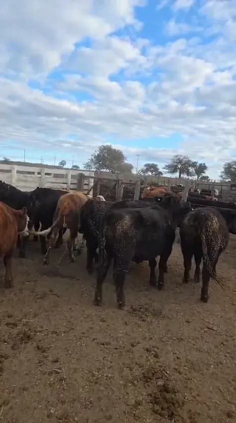 Novillos y Vaq de feedlot 370 kg