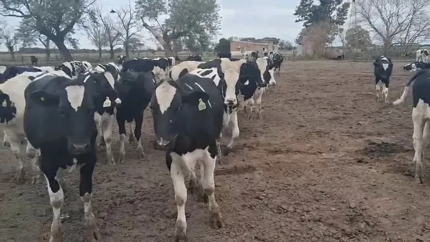 invernada novillos overos 300 kg