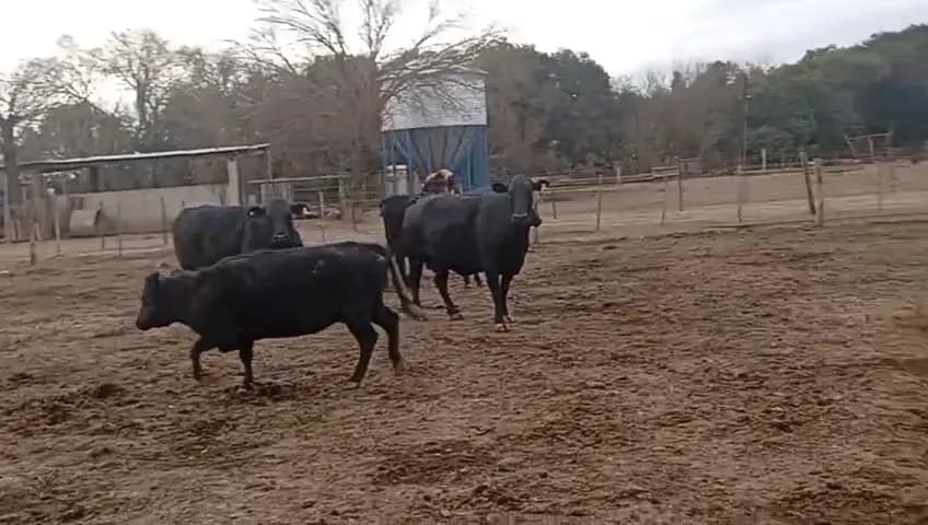 vacas gordas de feedlot 550 kg