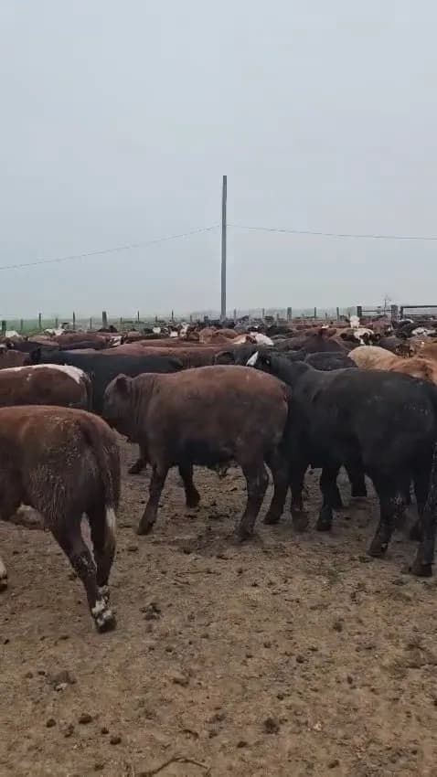 novillos de feelot 350 kg netos