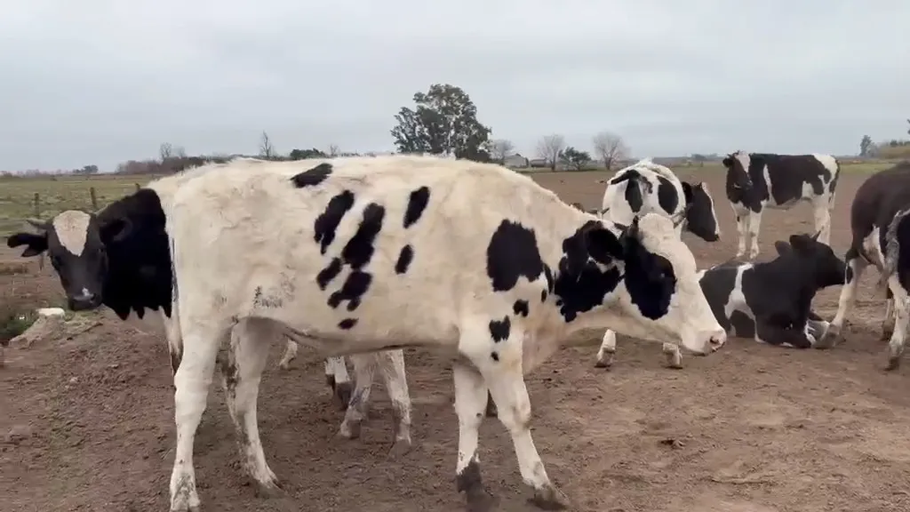 OVEROS DE FEEDLOT 380 KG Bruto