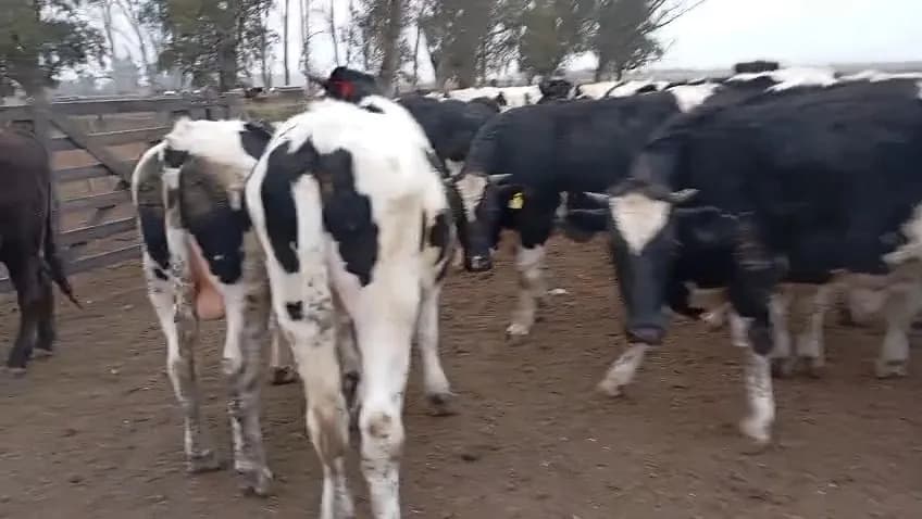 OVEROS DE FEEDLOT 400 KG BRUTOS