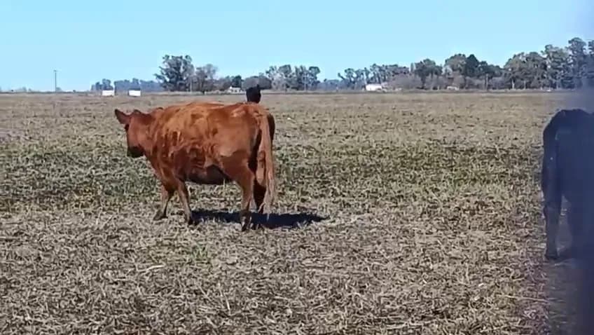60 vacas con cria angus