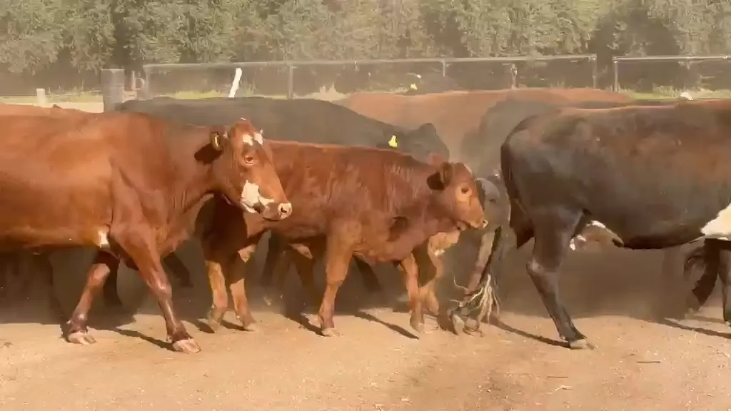 40 vacas