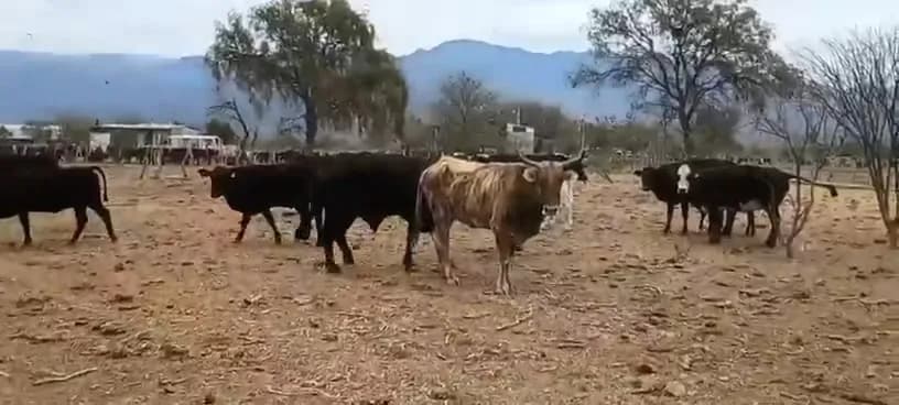 35 vacas de invernada