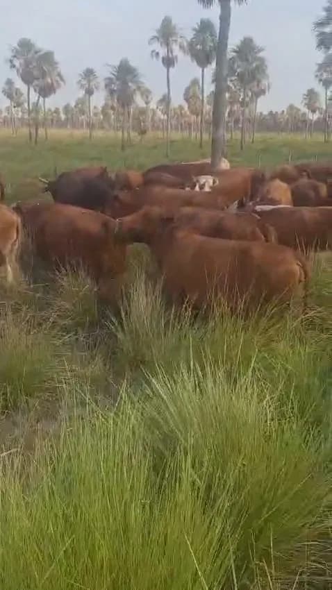60 vacas gordas