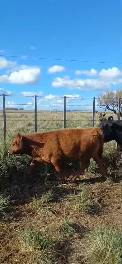 vacas cut / paridas / preñadas