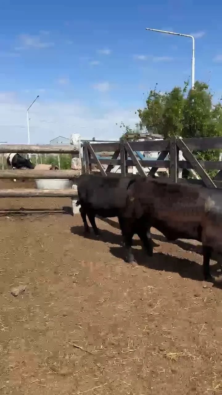 chasis de mestizo y holando